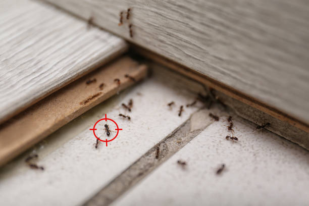 Best Mosquito Control Services  in Pine Ridge, FL