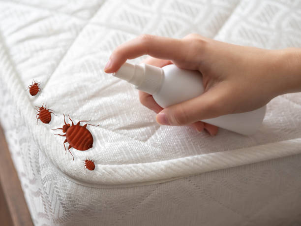 Best Bed Bug Extermination  in Pine Ridge, FL