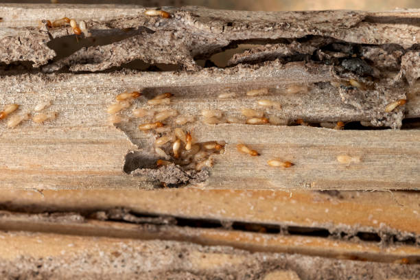 Pine Ridge, FL Pest Control Company